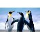 Pingvin_
