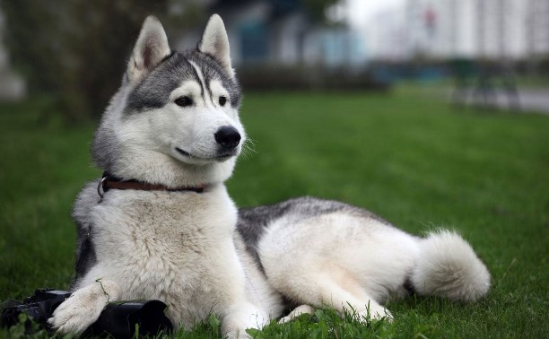 В Туле пропала собака породы хаски - Блог «Зверьё моё» - MySlo.ru