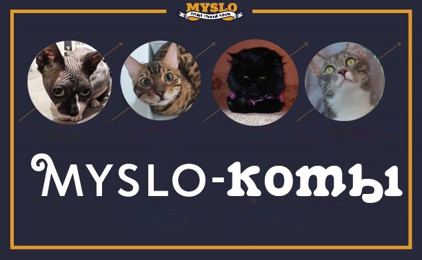 Знакомьтесь: какие коты живут у команды Myslo