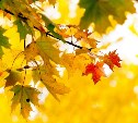 Жёлтыми листьями осени ветер метёт Твой путь