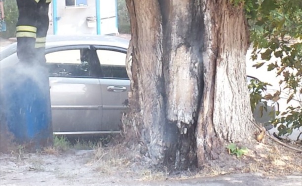 Горящее дерево на Михеева.