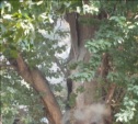 Горящее дерево на Михеева.