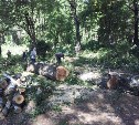 «Благоустройство» по-тульски: Вырубка деревьев в парке