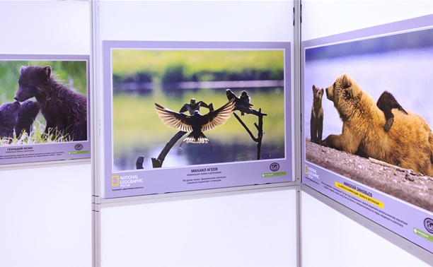 В Москве открылась выставка National Geographic. Среди участников есть и туляки.