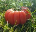 Туляки вырастили огромные томаты