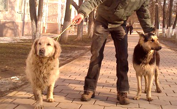 Найдены две собаки: овчарка и голден ретривер