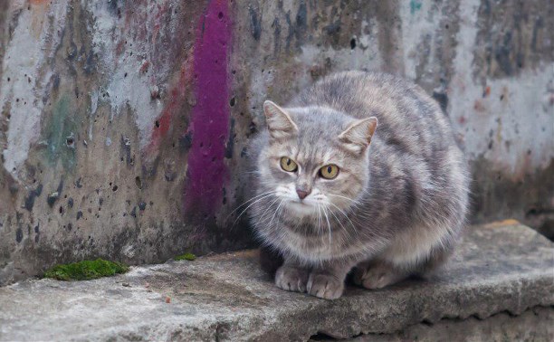 На Зеленстрое в Туле найдена кошка