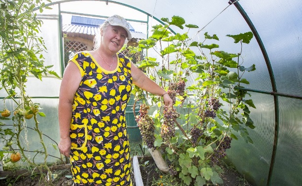 Как вырастить виноград в парнике? - Блог «Садовод» - MySlo.ru