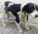 В Богородицке собаку избили лопатой. Животному нужна помощь!