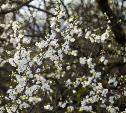 Весна в Туле: цветущие вишни!