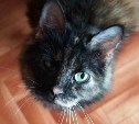 Кошки, спасенные из жуткой квартиры, благодарят читателей Myslo