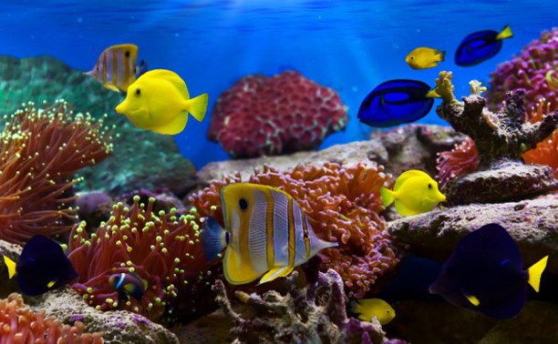 Участвуйте в фотоконкурсе аквариумных обитателей