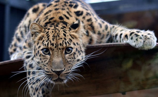 11 редких видов животных России - Блог «Безумный мир» - MySlo.ru
