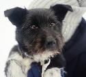 Аглая умирала в 30-градусный мороз. Волонтеров к ней привел старый пес, который молил о помощи