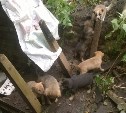 Бездомная собака родила щенков в яме. Помогите спасти!