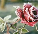 Зима и розы: сад чудесный!