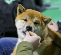 Самоеды, хаски и пудели: фоторепортаж с выставки собак в Туле