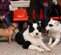 Бэби, щенки, юниоры: большой фоторепортаж с выставки собак