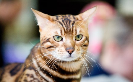 Выставка кошек в Туле: Своенравные сфинксы, огромные мейн-куны и «леопарды»