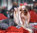 Корги, пудель, акита-ину, йоркширский терьер: в Туле прошла выставка собак