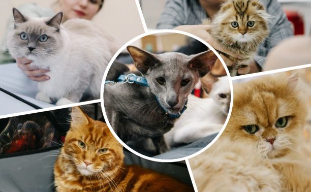 Мейн-куны, бенгалы и шотландцы: в Туле прошла международная выставка кошек