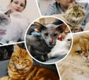 Мейн-куны, бенгалы и шотландцы: в Туле прошла международная выставка кошек