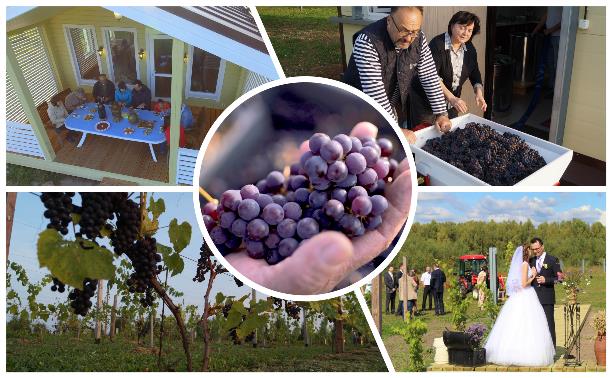 Виноград с южных склонов Дубны: как работает необычная семейная ферма в Тульской области