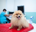 Ветеринарная клиника Vetera: «Здоровье ваших питомцев – наша работа»