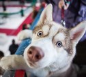 Милые шпицы, красавцы хаски и важные доги: В Туле прошла выставка собак