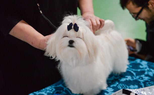 110 самых милых фотографий с выставки собак в Туле