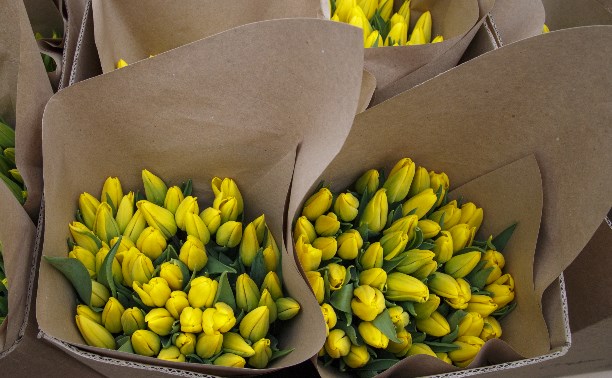 Репортаж: Как выращивают тюльпаны в Тульской области