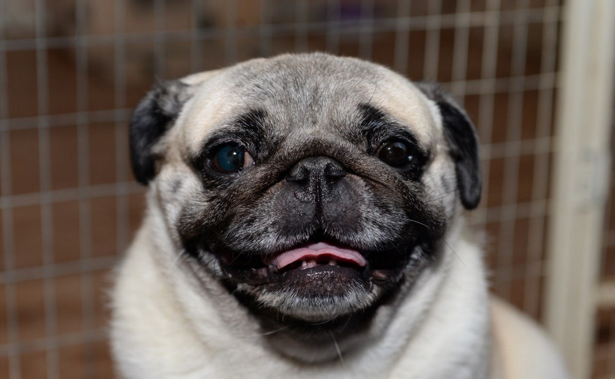 Выставка собак DoggyLand: забавные мопсы, милые йорки и красавцы папильоны