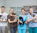 Ветеринары клиники Vetera: все о кормлении и стерилизации домашних животных