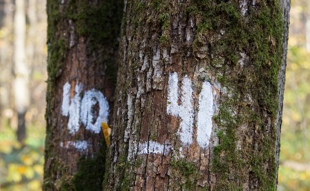 Странные цифры на деревьях в лесу: Кто и зачем их рисует?