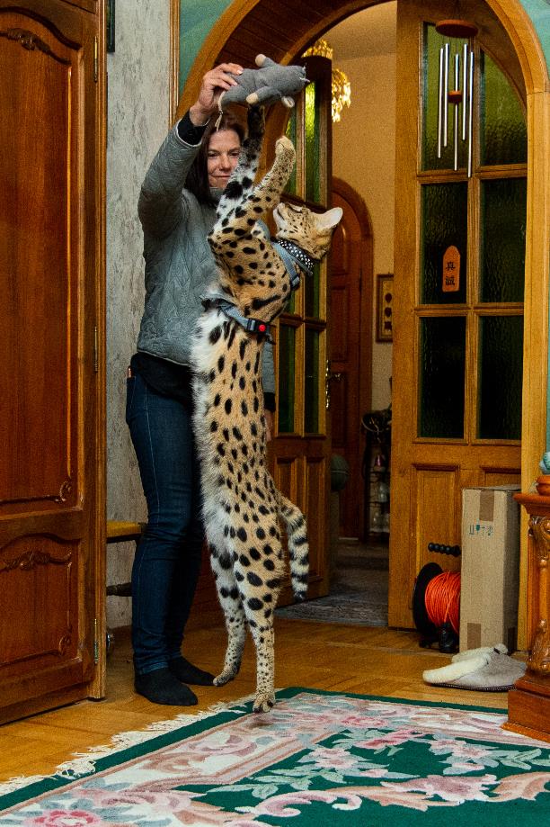 Бэби-леопард дома: зачем туляки заводят диких сервалов - MySlo.ru