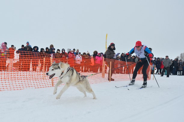 Праздник северных собак на Куликовом поле  - фото 11