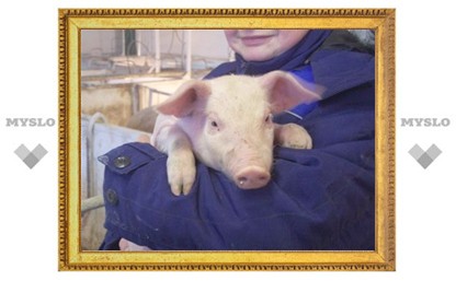 В Тульской области подозревают африканскую чуму свиней