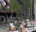 Частников, вырубивших 29 деревьев в берёзовой роще, оштрафовали