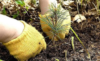 Тульский регион стал активным участником акции «Всероссийский День посадки леса»
