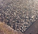 Названа причина массовой гибели рыбы в Кимовском районе