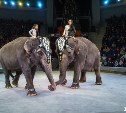 Туляков приглашают на цирковой новогодний флешмоб «Большой хоровод со слоном»  