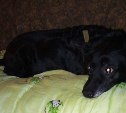 Хатико по-тульски: собаки больше двух недель просидели в квартире с умершим хозяином