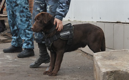 Полицейская собака помогла поймать похитителя вина