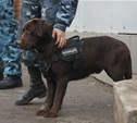 Полицейская собака помогла поймать похитителя вина