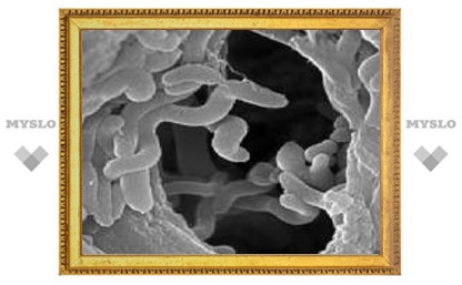 На морском дне нашли бактерию с уникальным обменом веществ