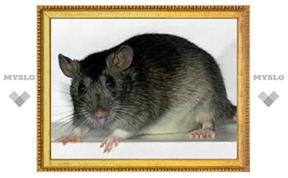 В Туле нашествие крыс?