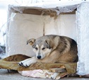 В Туле построят приют для бездомных животных