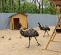 В новомосковском зоопарке поселились страусы