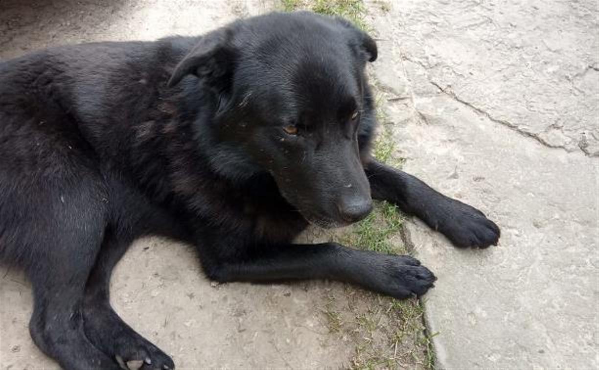 Полиция проводит проверку по «заказному убийству» собаки в Ясногорском районе