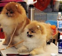 В Туле прошла Всероссийская выставка собак